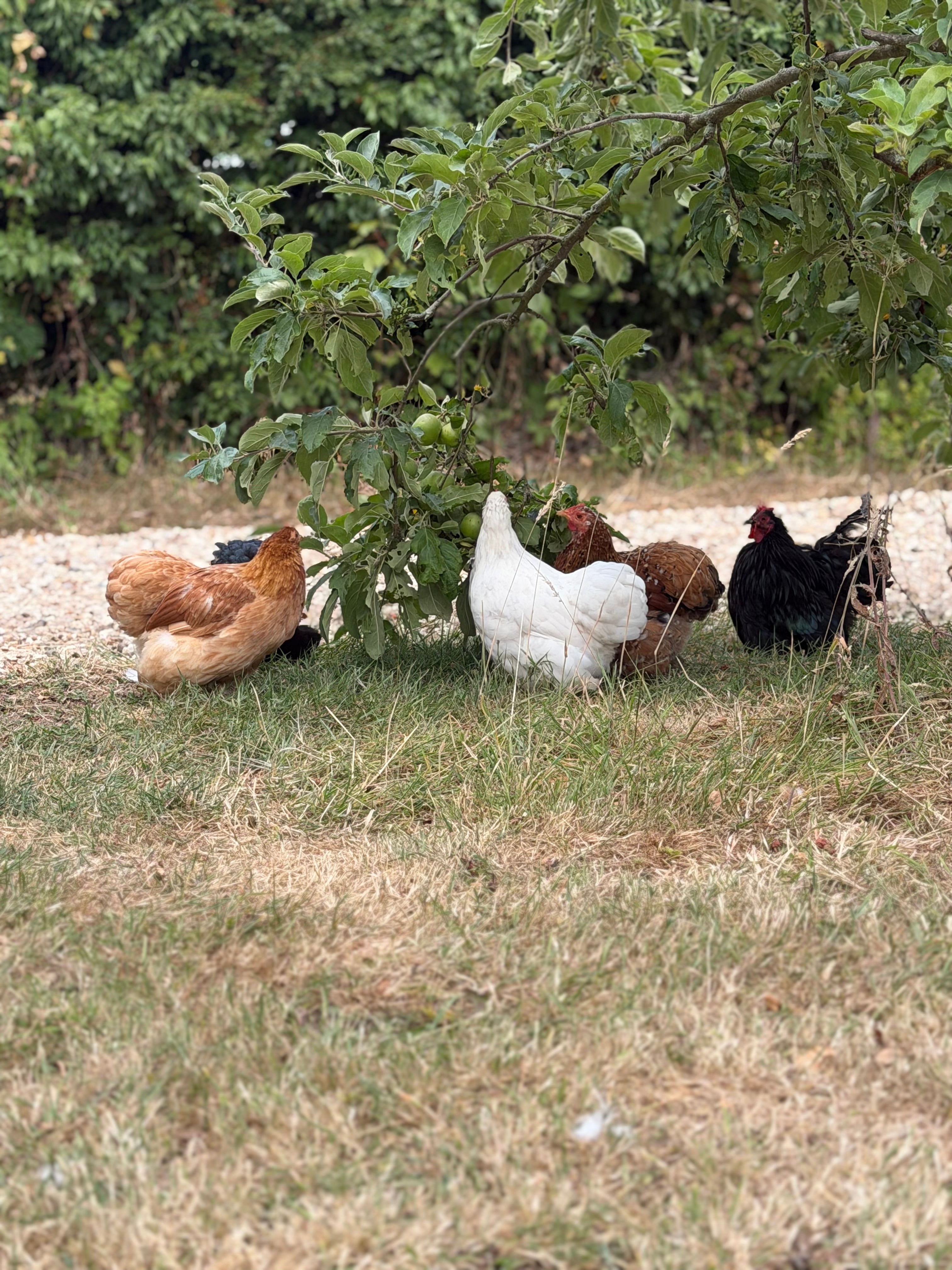 Pure Breed Poultry