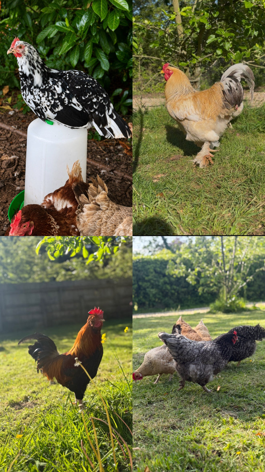The Chicken Barm flock — Brahma and English Game cockerels with hens in the garden