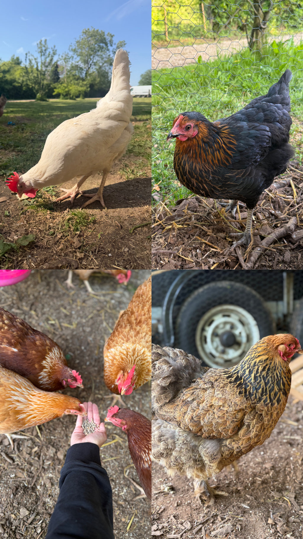 Farmyard Mixed Fertile Hatching Eggs