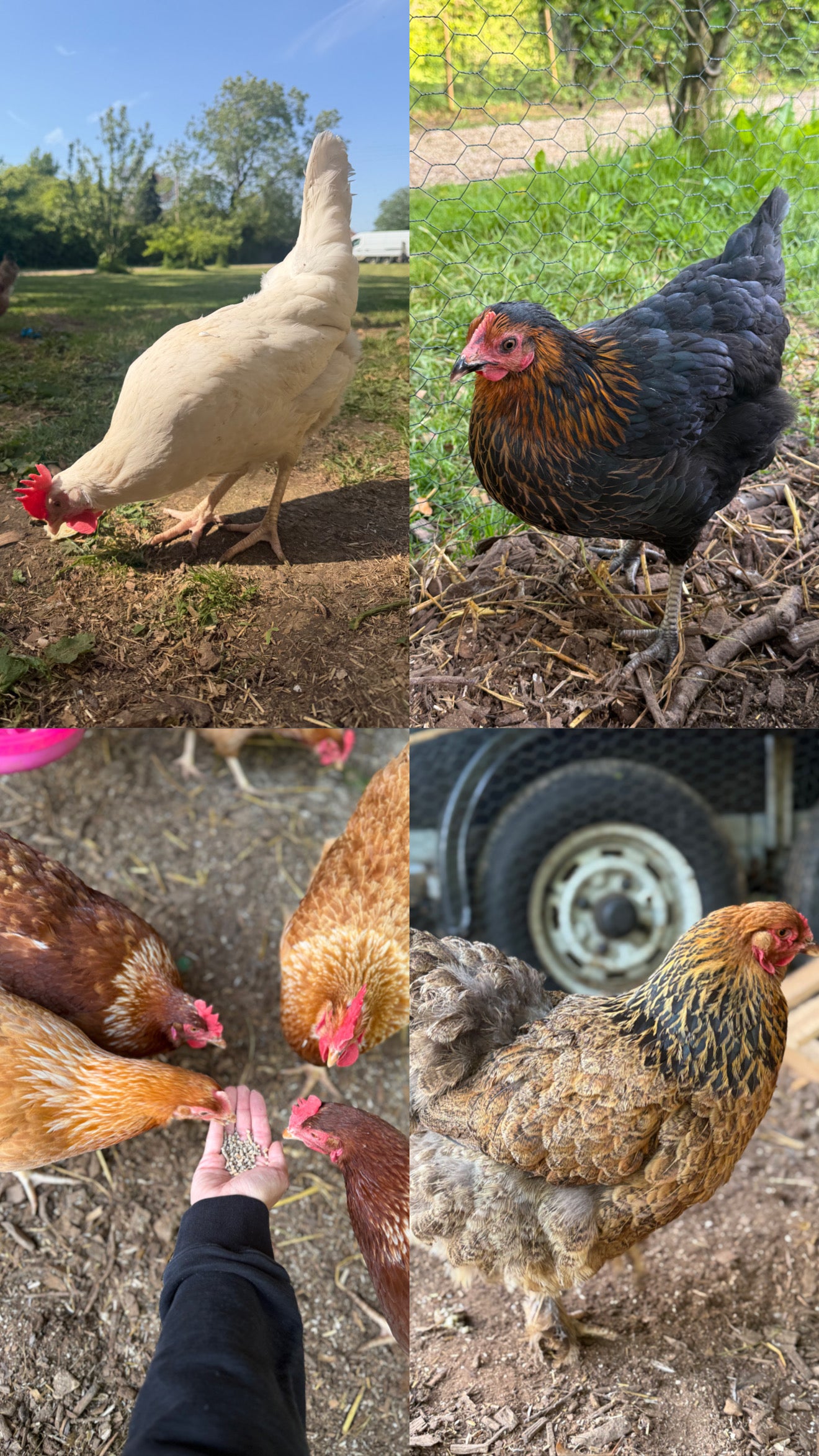 Farmyard Mixed Fertile Hatching Eggs