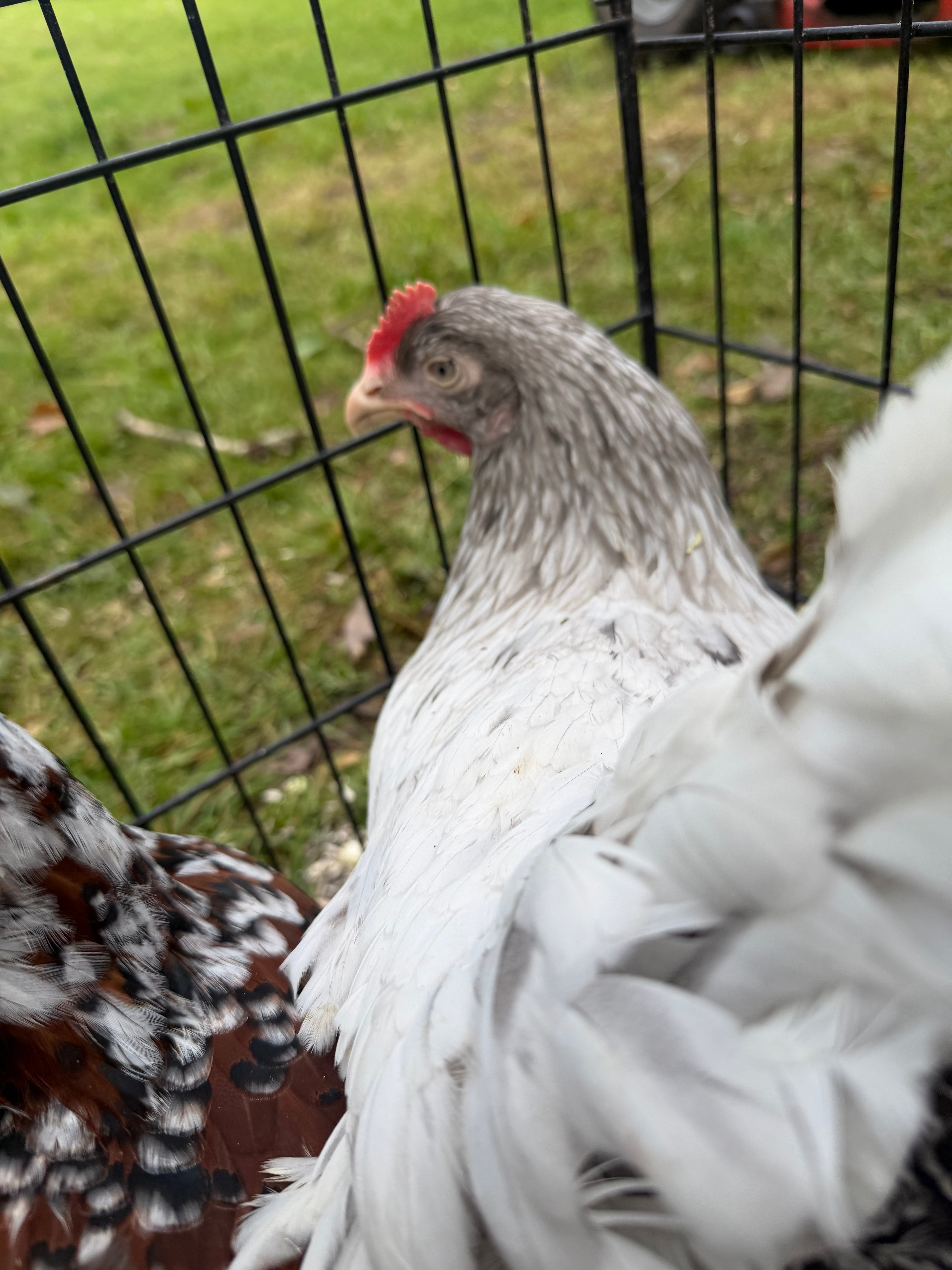 Farmyard Mixed Fertile Hatching Eggs