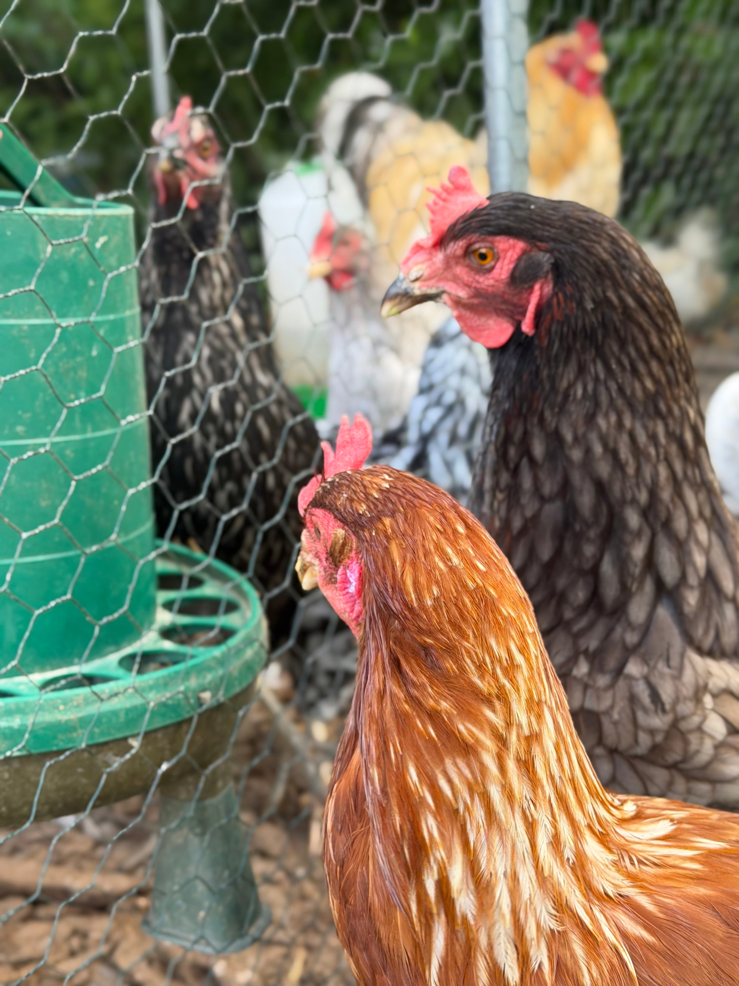 Farmyard Mixed Fertile Hatching Eggs
