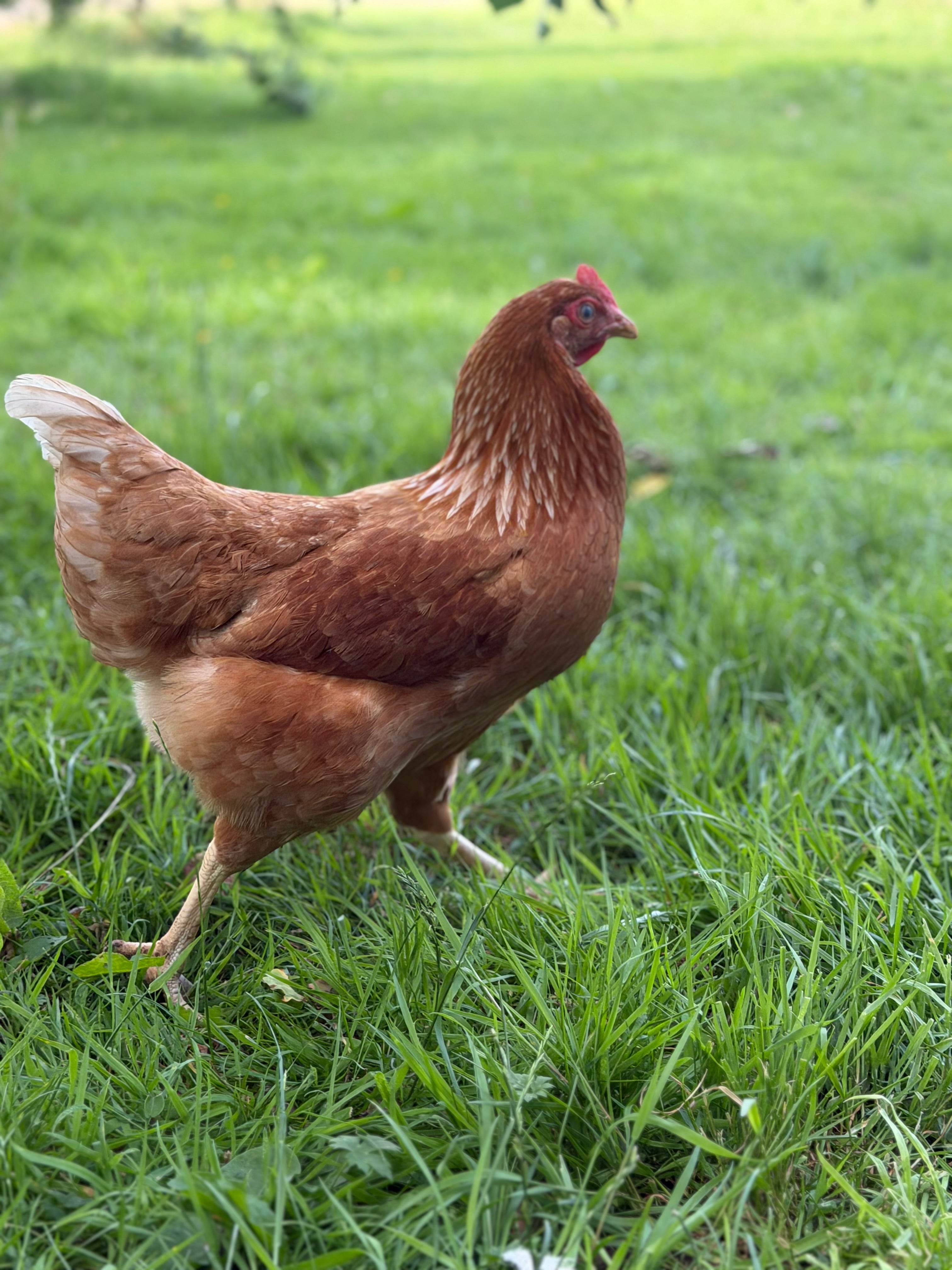 Farmyard Mixed Fertile Hatching Eggs