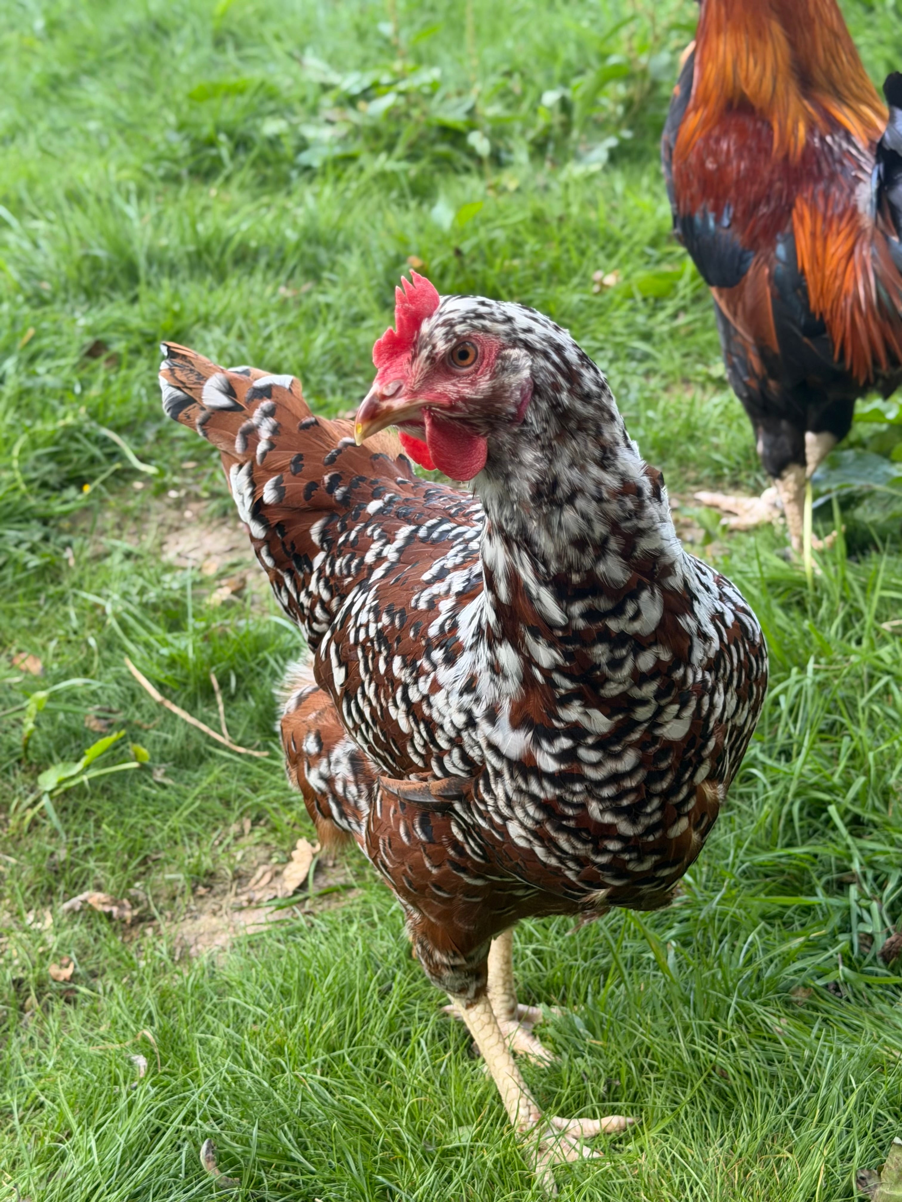 Farmyard Mixed Fertile Hatching Eggs