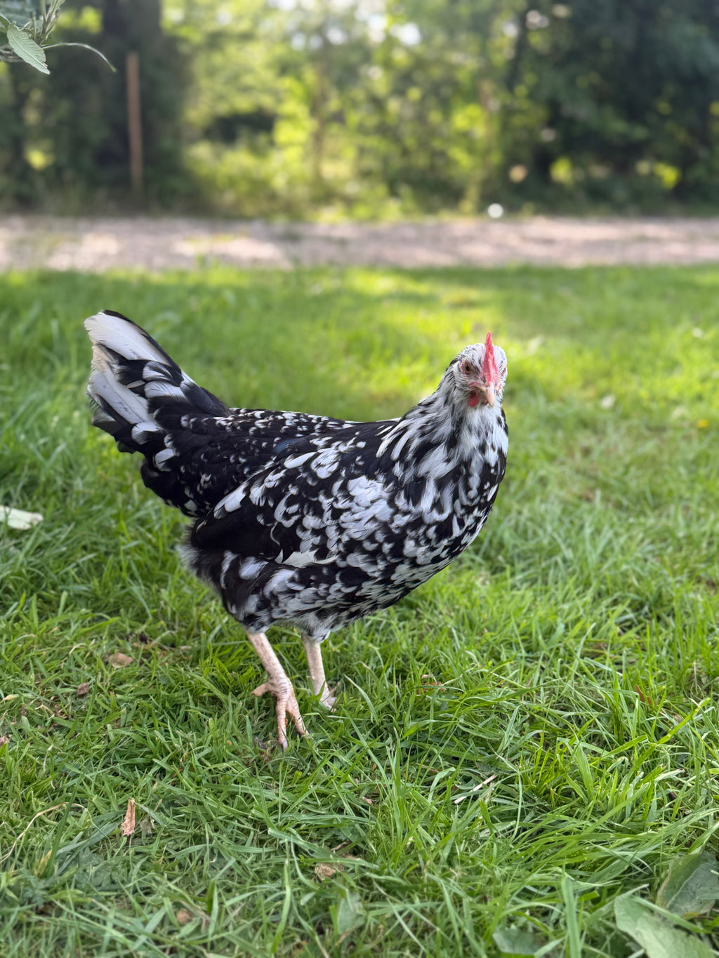 Farmyard Mixed Fertile Hatching Eggs