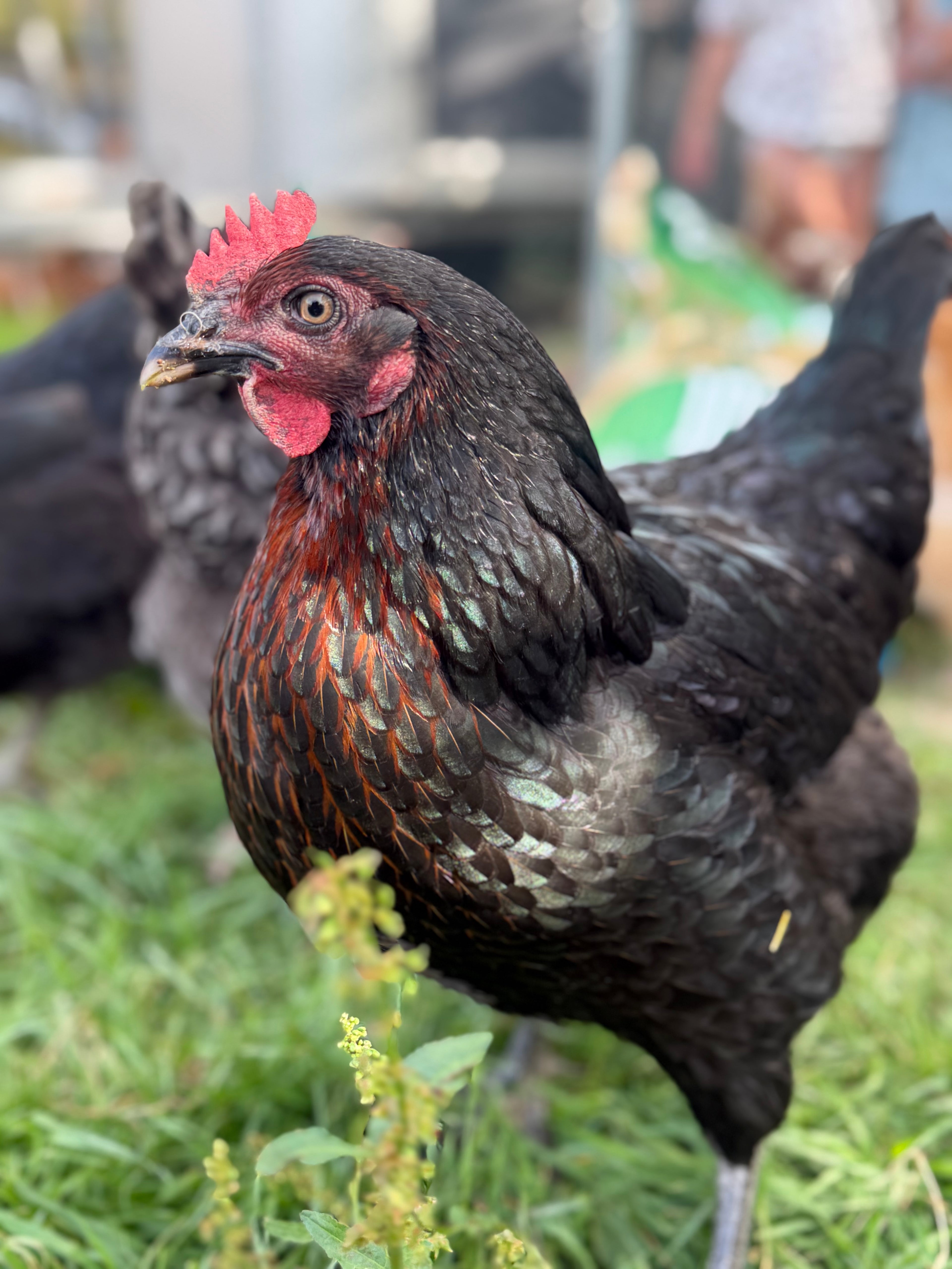 Farmyard Mixed Fertile Hatching Eggs