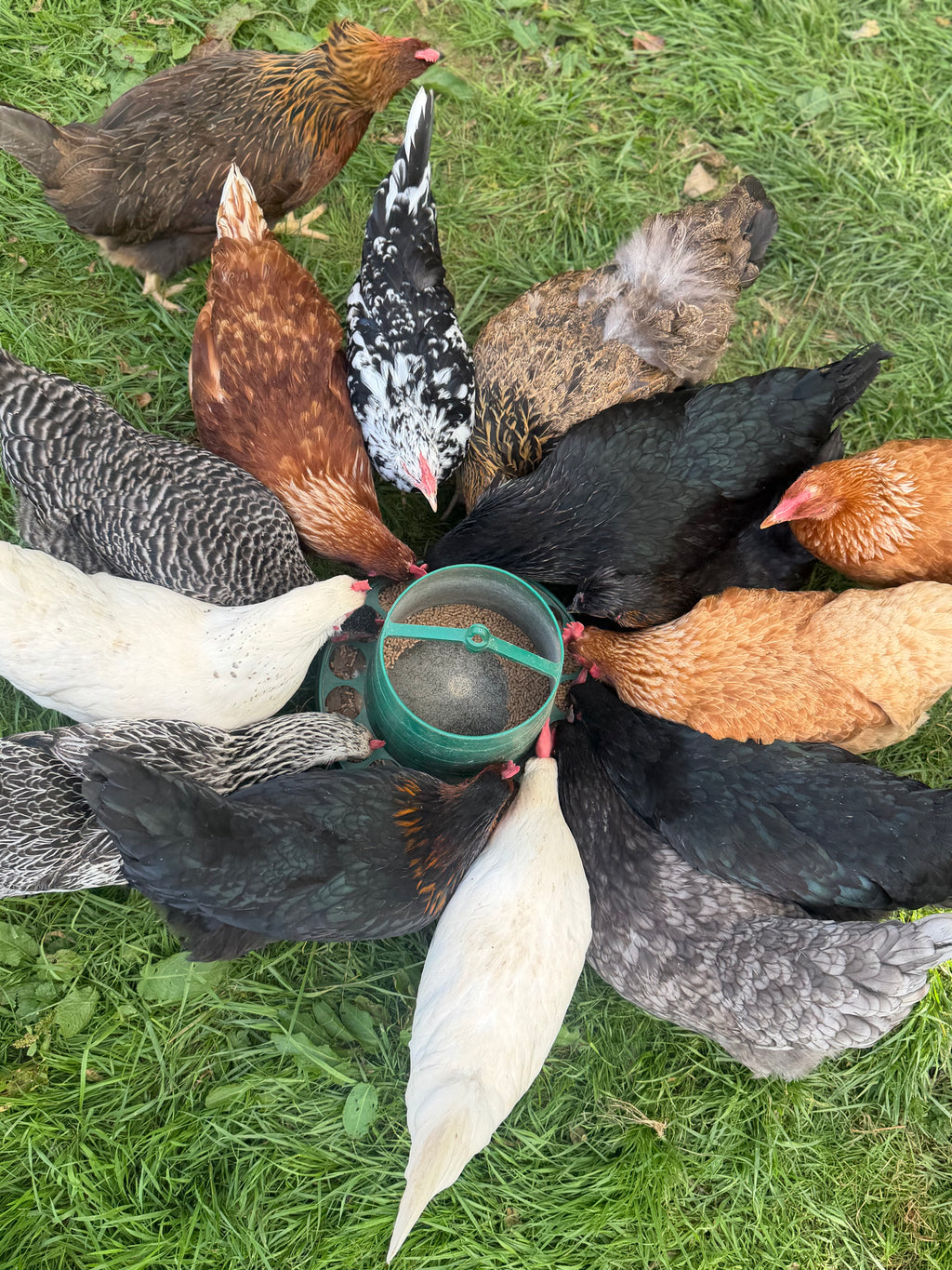 Farmyard Mixed Fertile Hatching Eggs