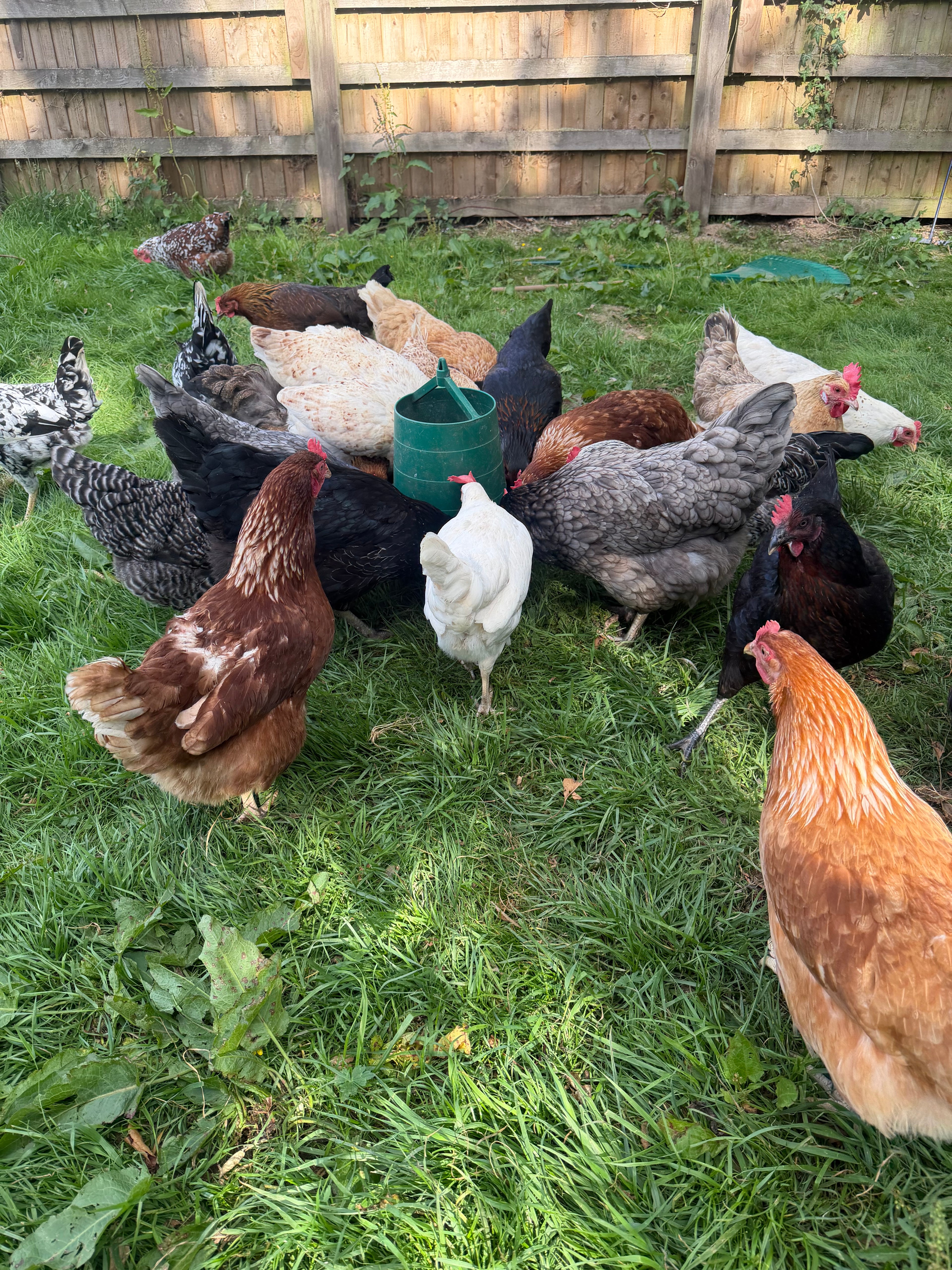 Farmyard Mixed Fertile Hatching Eggs