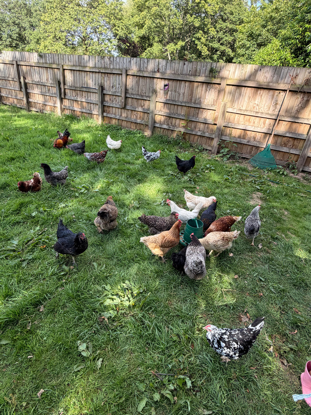 Farmyard Mixed Fertile Hatching Eggs