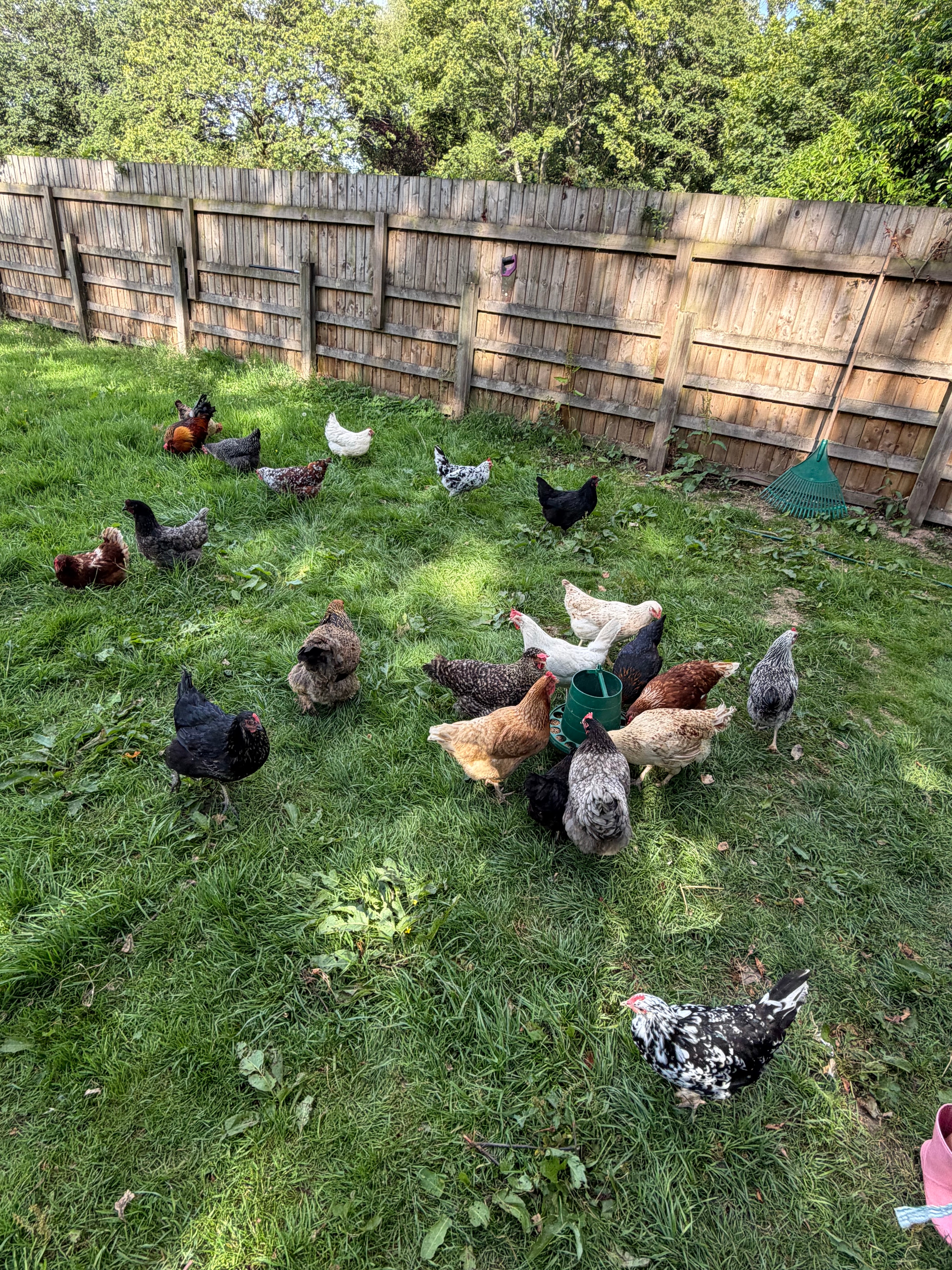 Farmyard Mixed Fertile Hatching Eggs
