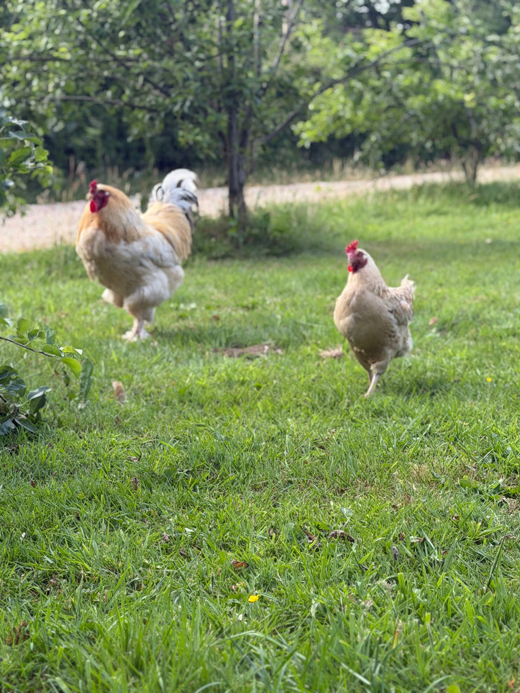 Brahma Fertile Hatching Eggs (Coming Soon)