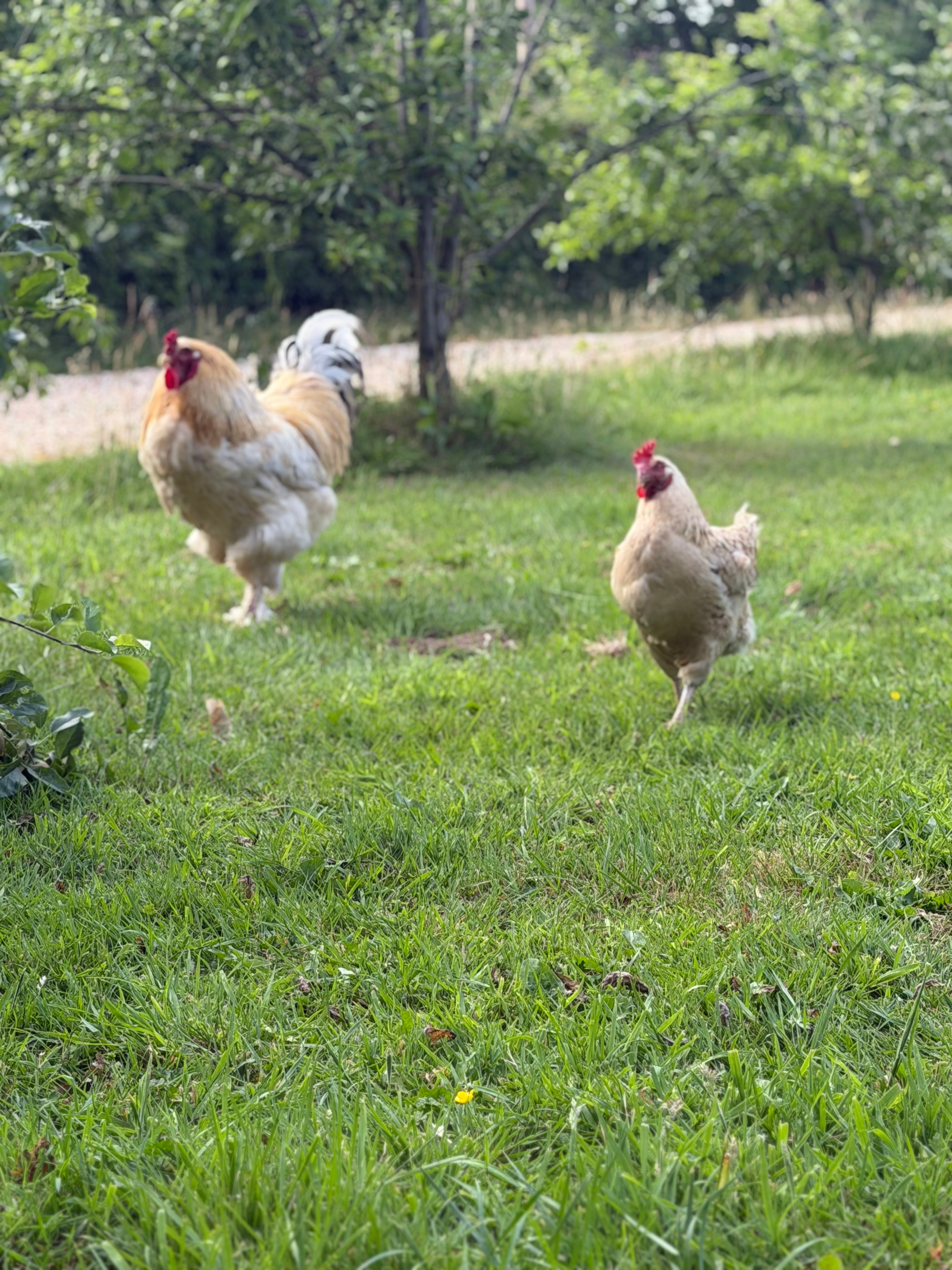 Brahma Fertile Hatching Eggs (Coming Soon)