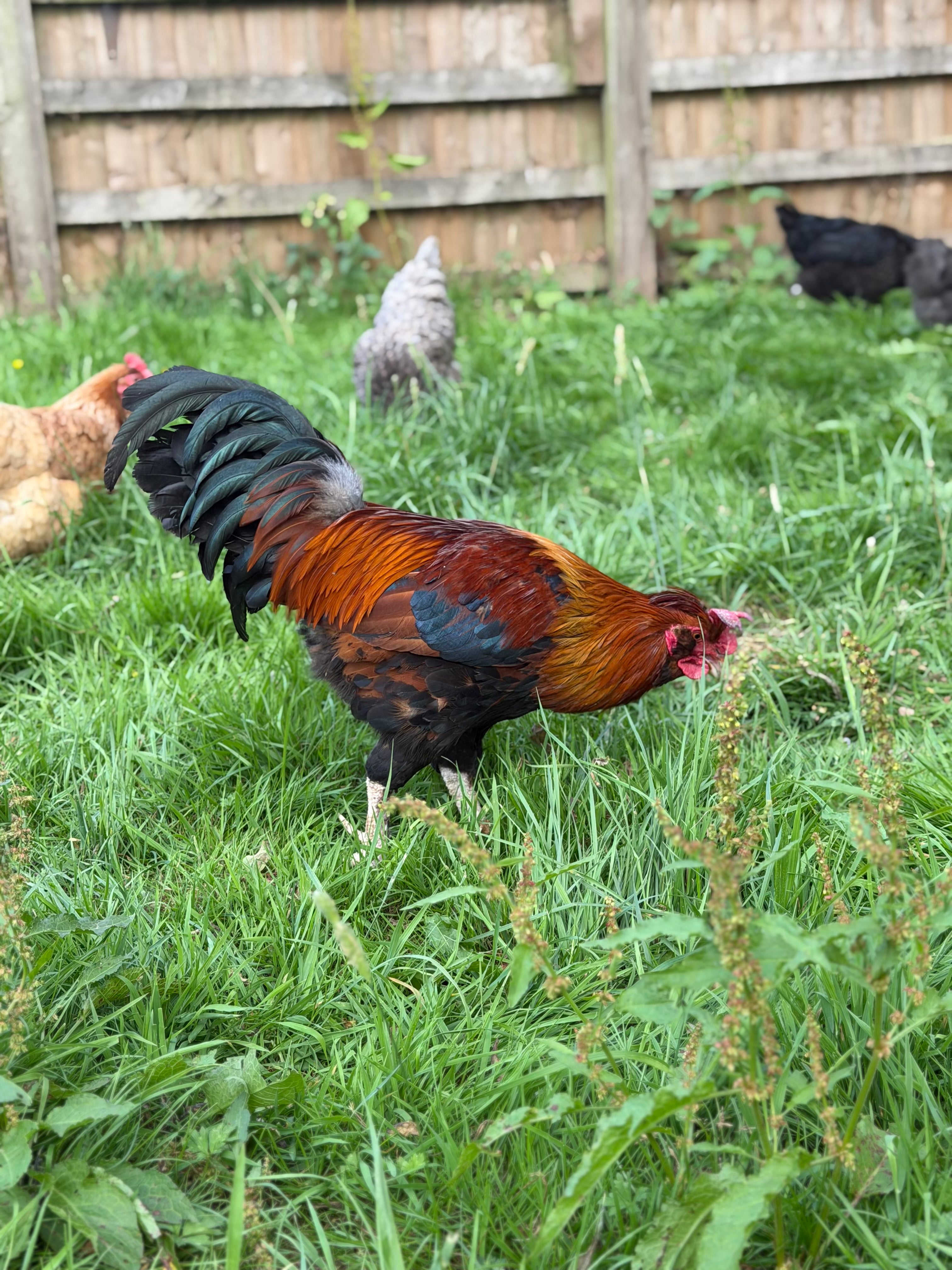 Farmyard Mixed Fertile Hatching Eggs
