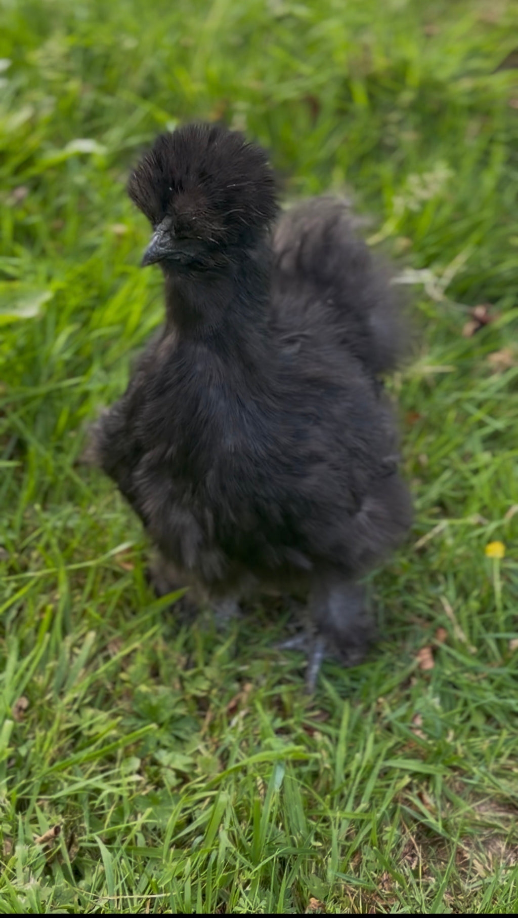 Farmyard Mixed Fertile Hatching Eggs