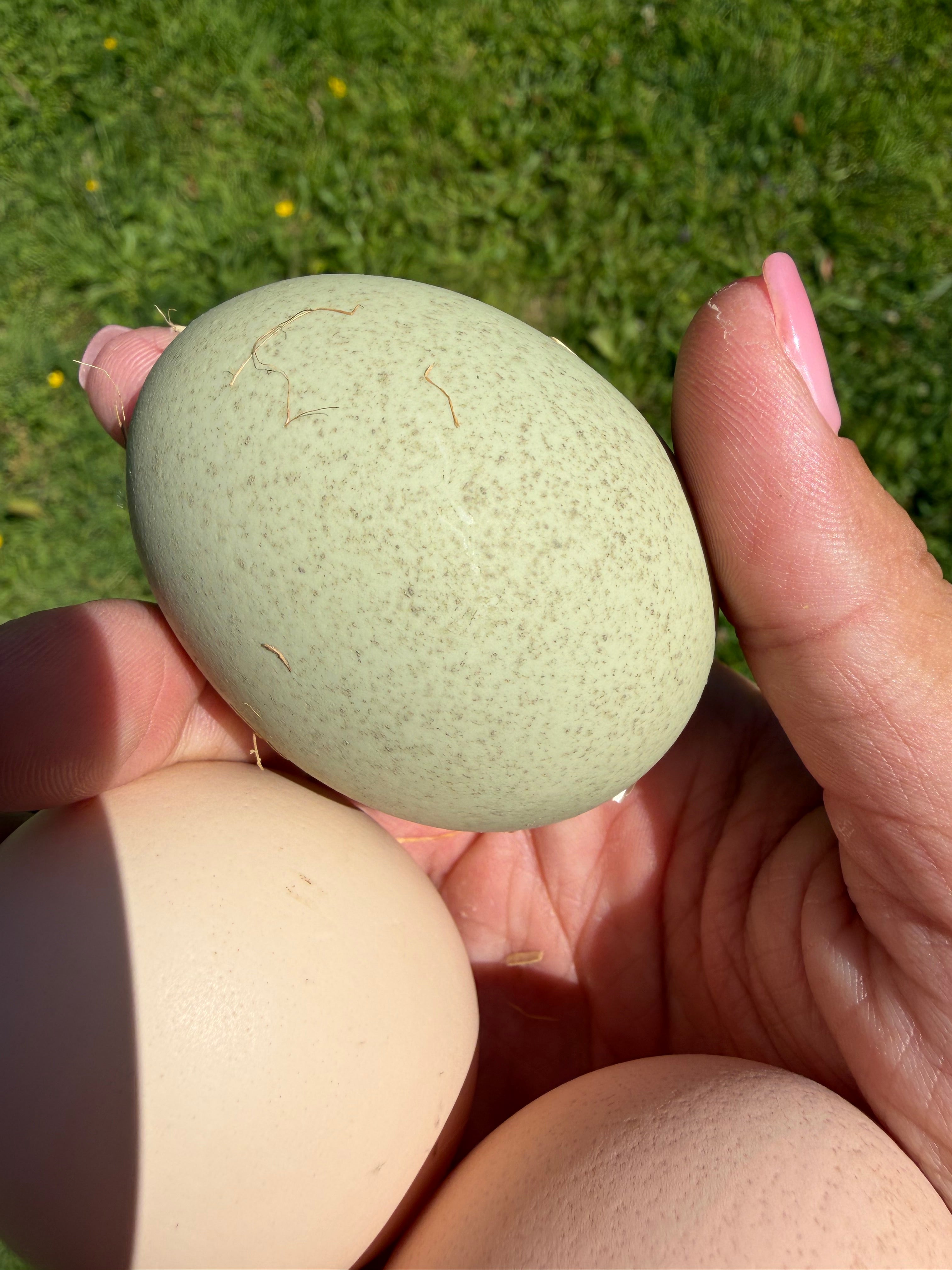 Farmyard Mixed Fertile Hatching Eggs