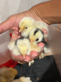 Pekin Bantam Chicks (Collection Only)