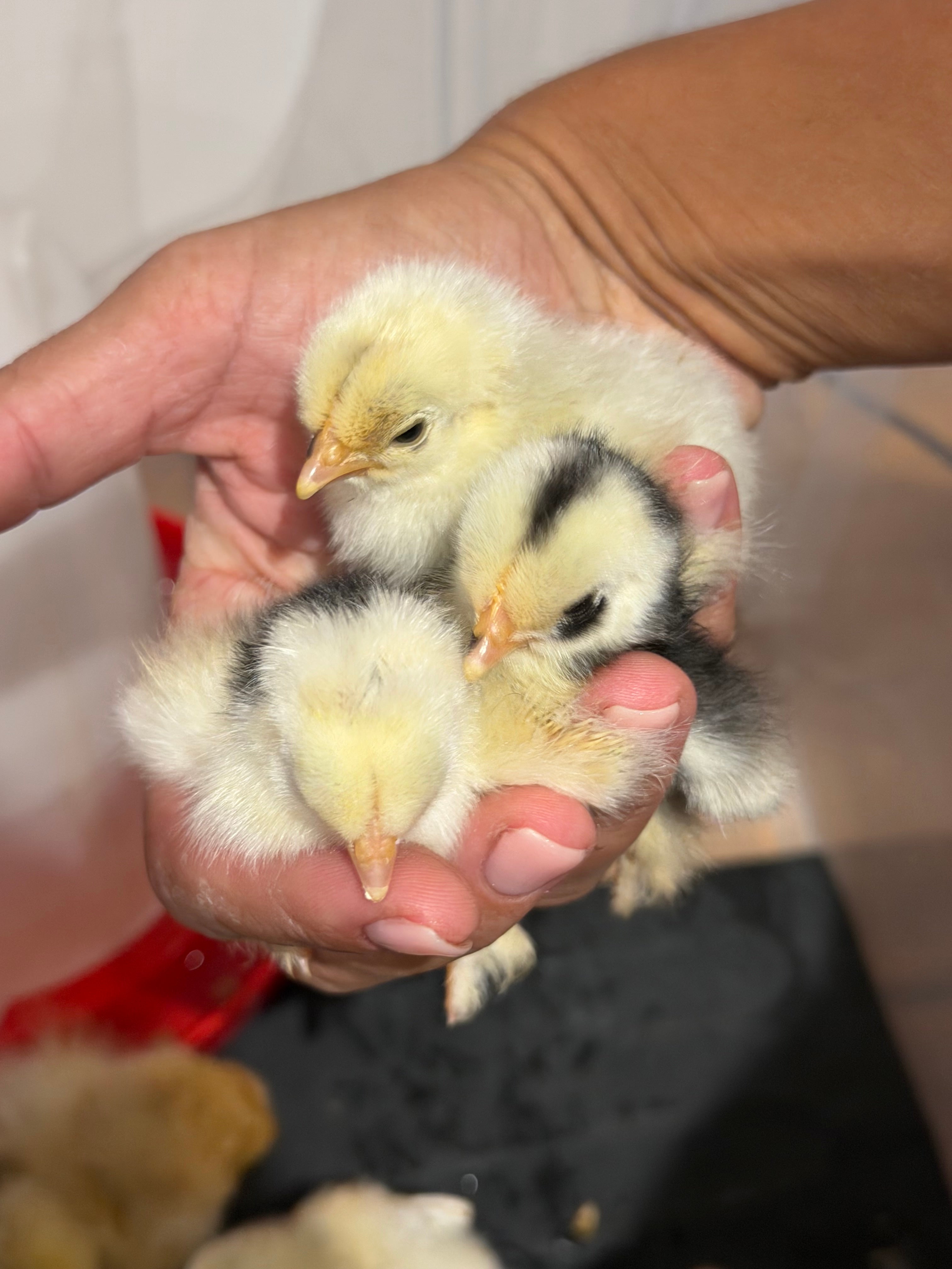 Pekin Bantam Chicks (Collection Only)