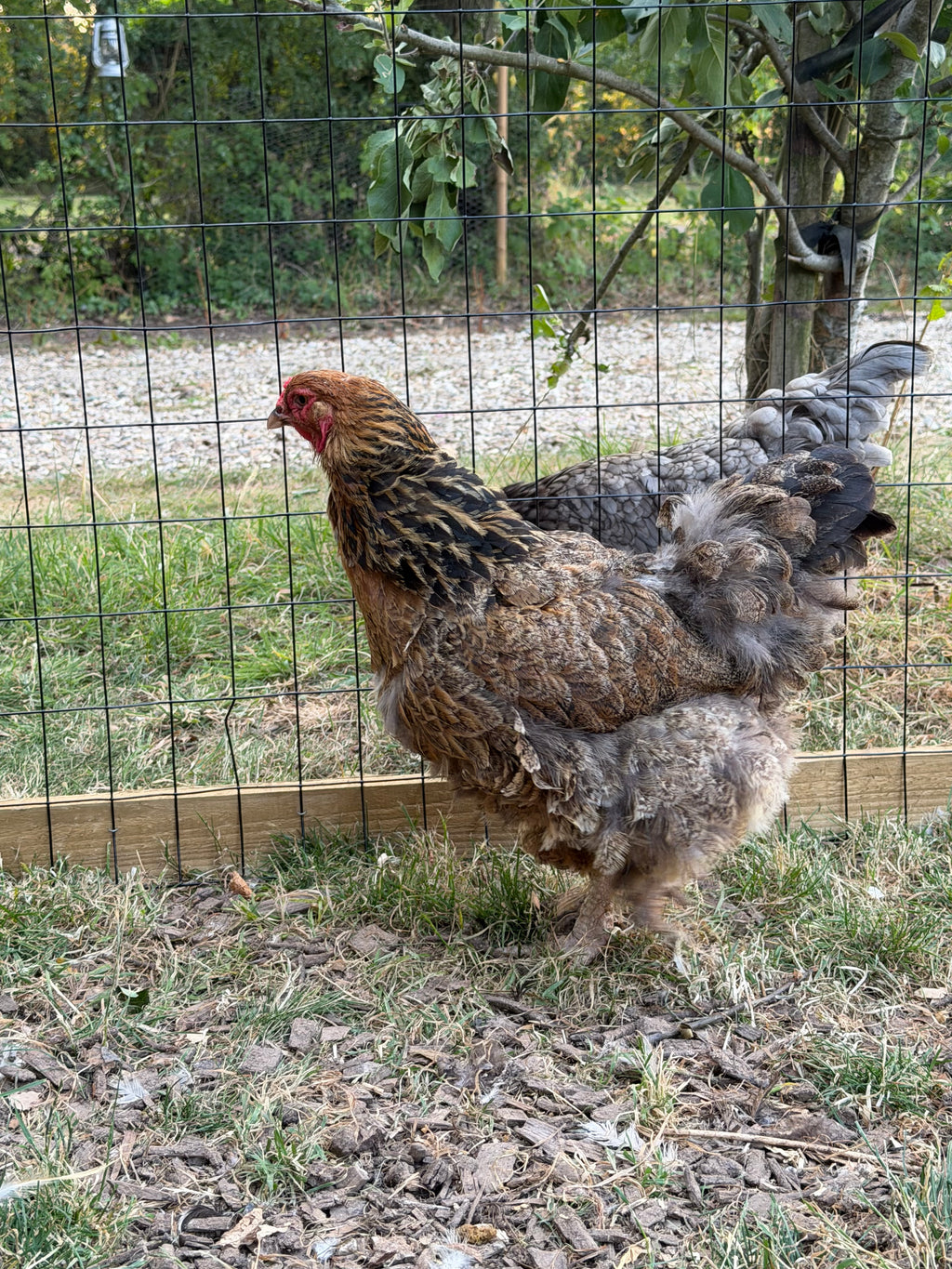 Brahma Fertile Hatching Eggs (Coming Soon)