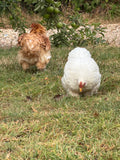 Pekin Fertile Hatching Eggs (Coming Soon)