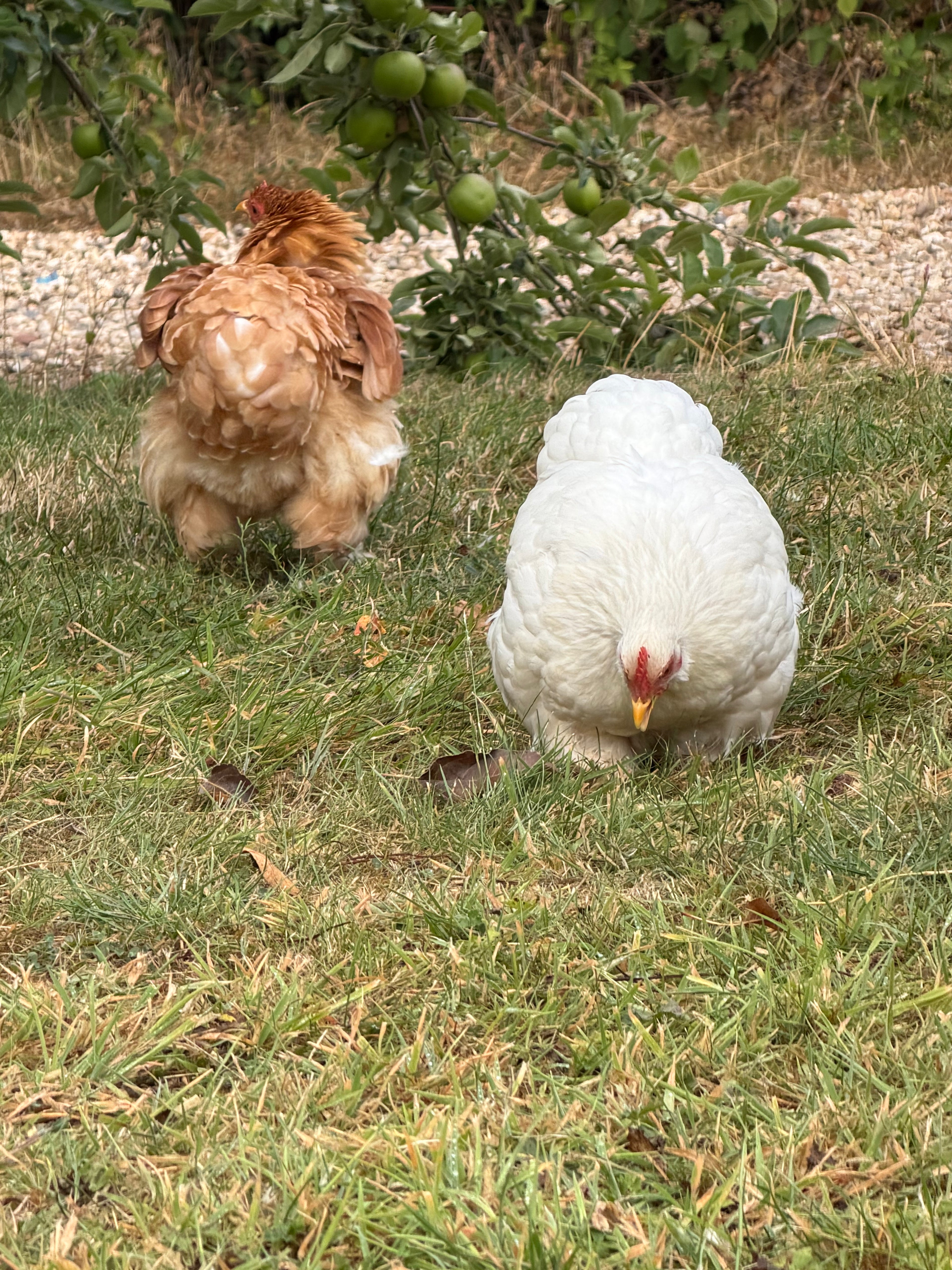 Pekin Fertile Hatching Eggs (Coming Soon)