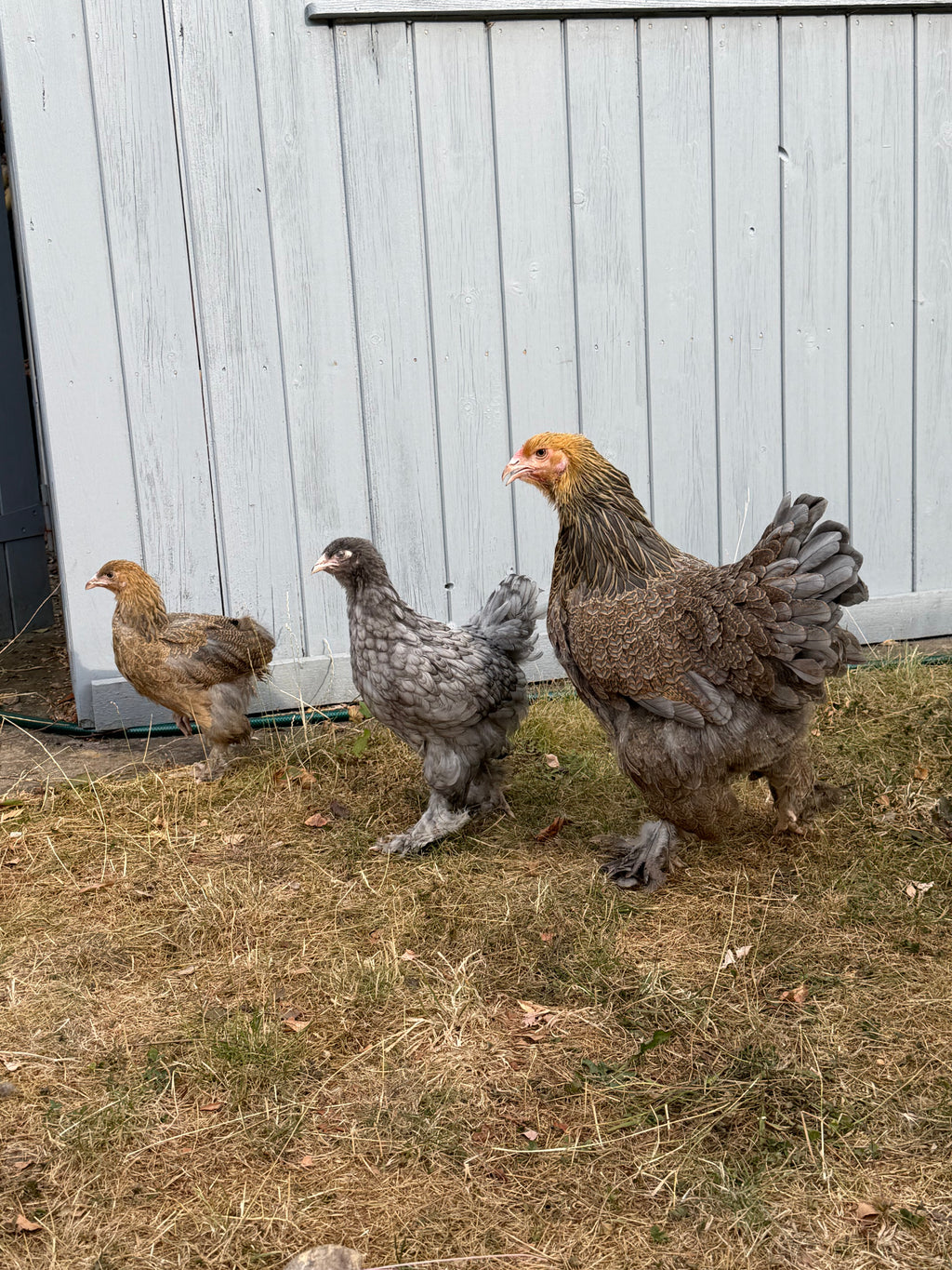 Brahma Fertile Hatching Eggs (Coming Soon)