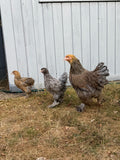 Brahma Fertile Hatching Eggs (Coming Soon)