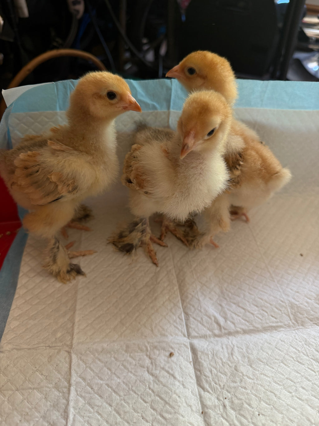 Brahma Chicks (Collection Only)