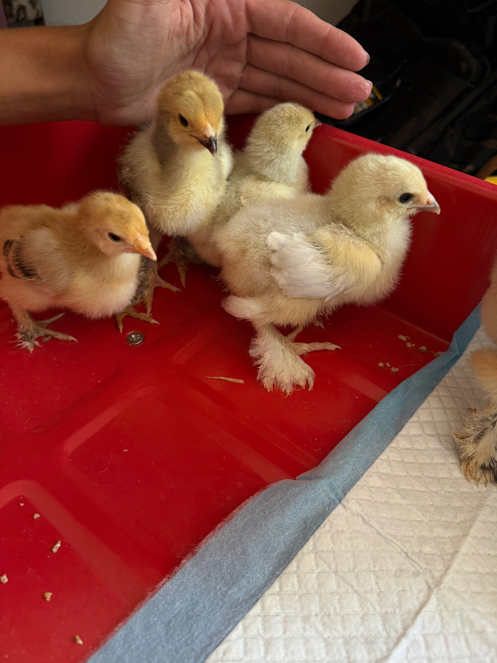 Brahma Chicks (Collection Only)