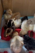 Farmyard Mix Chicks (Collection Only)
