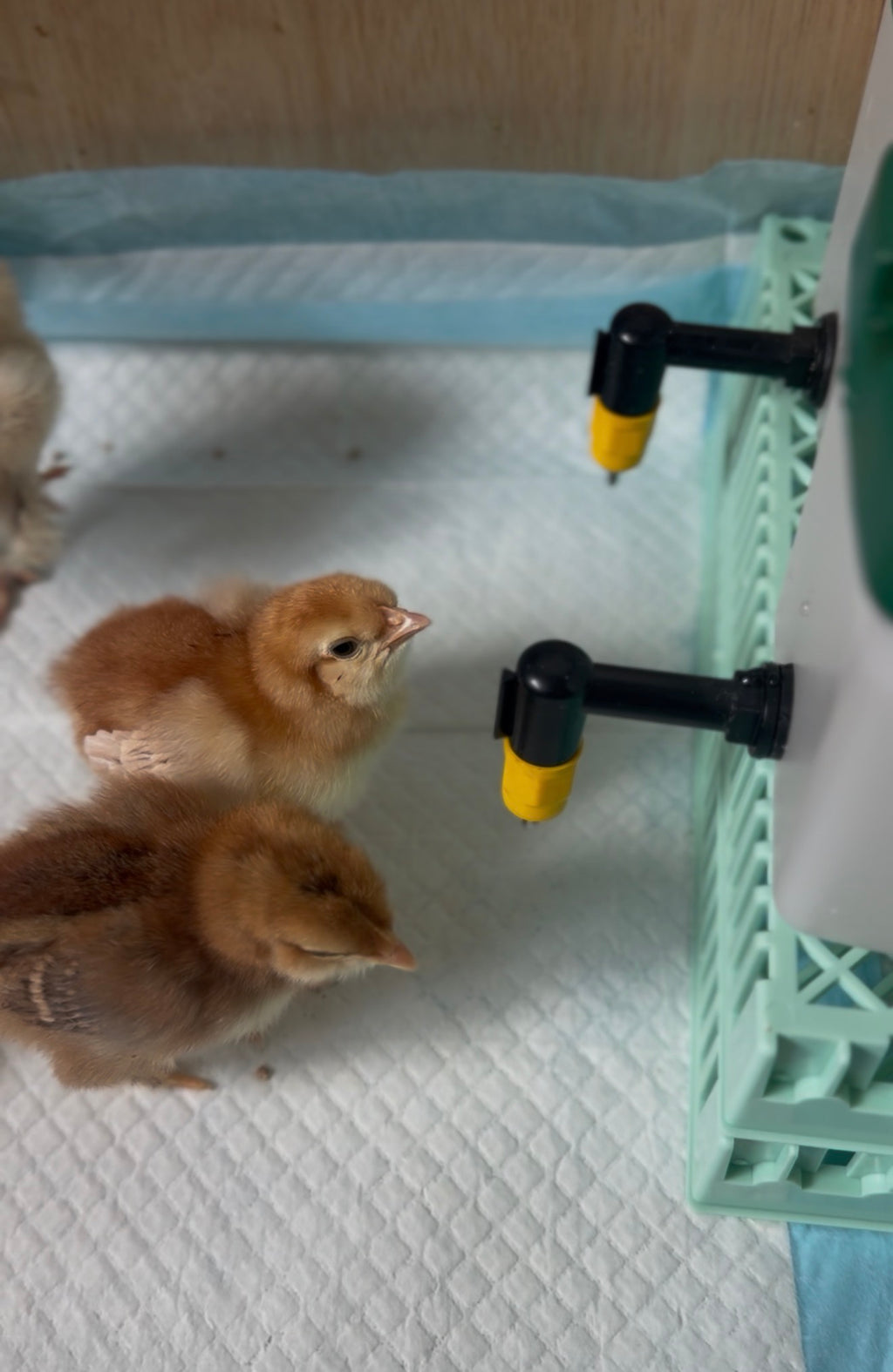 Farmyard Mix Chicks (Collection Only)