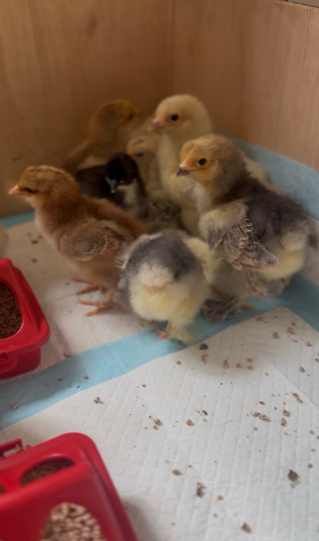 Farmyard Mix Chicks (Collection Only)
