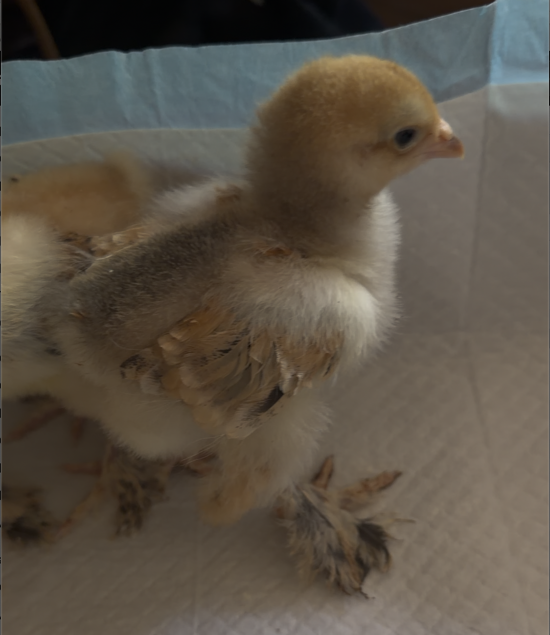 Brahma Chicks (Collection Only)