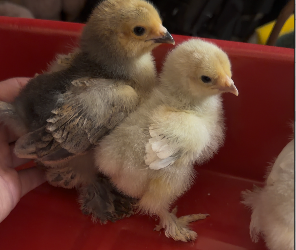 Brahma Chicks (Collection Only)