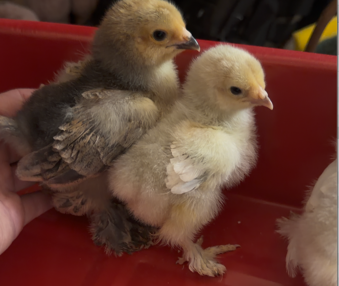 Brahma Chicks (Collection Only)