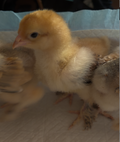 Brahma Chicks (Collection Only)