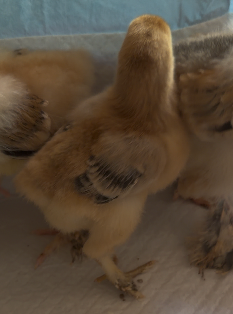 Brahma Chicks (Collection Only)