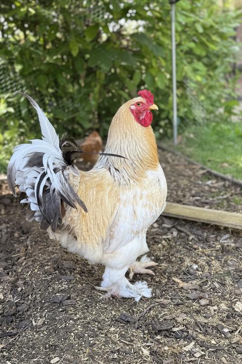 Brahma Cockerel - cleaned up