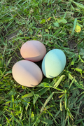 Eggs in grass