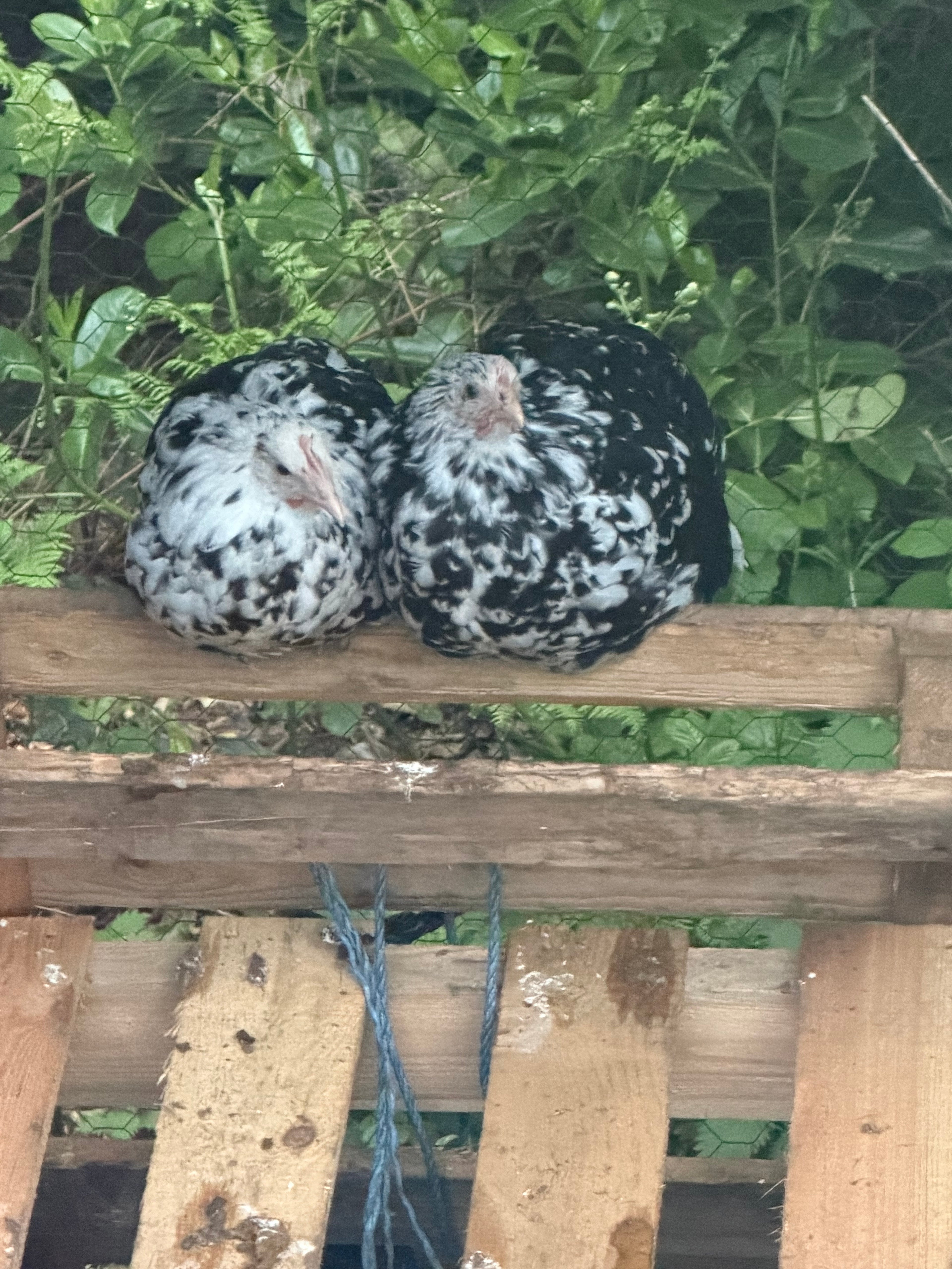 Farmyard Mixed Fertile Hatching Eggs